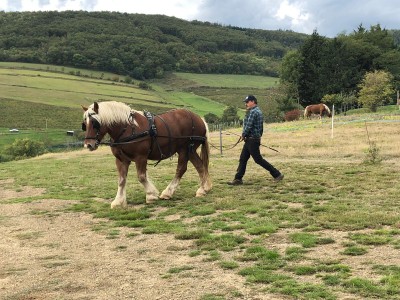 Formation attelage avec Pierre Jacob dans le Beaujolais