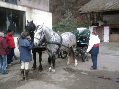 formation d'attelage au domaine equestre de stambach